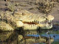 Bootsfahrt auf dem Chobe-River - Krokodil