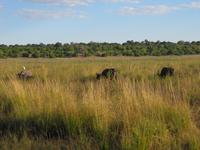 Bootsfahrt auf dem Chobe-River - Wasserbüffel
