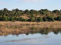 Bootsfahrt auf dem Chobe-River -