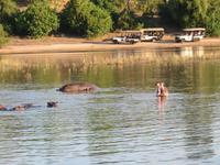 Bootsfahrt auf dem Chobe-River - Flusspferde