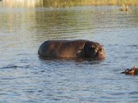 Bootsfahrt auf dem Chobe-River - Flusspferde