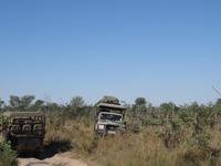 Fahrt durch den Chobe-Nationalpark zum Moremi-Park -