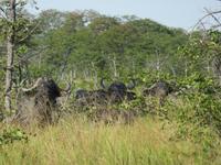 Fahrt durch den Chobe-Nationalpark zum Moremi-Park - Büffel