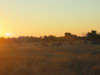 Fahrt durch den Chobe-Nationalpark zum Moremi-Park -