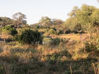 Mogotlho Safari Lodge - Busch-Spaziergang