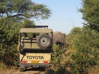 Pirschfahrt  in der Mababe Konsesion