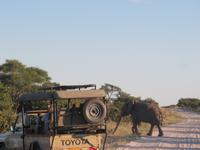 Pirschfahrt  in der Mababe Konsesion