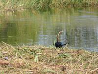 Fahrt nach Maun - Zufahrt zum Moremi Reservat - Schlangenhalsvogel