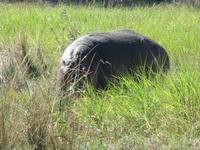 Fahrt nach Maun - Zufahrt zum Moremi Reservat - Flusspferd