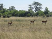 Fahrt nach Maun - Pirschfahrt im Moremi Reservat  - Moorantilopen