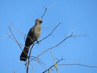 Speedbootfahrt auf dem Thamalakne River -