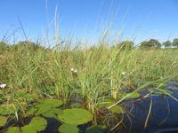 Fahrt mit den Mokoros im Okawango-Delta