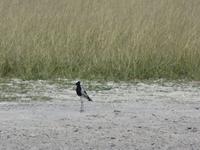 Fahrt mit den Mokoros im Okawango-Delta - Pause auf einer Insel - Spaziergang durch den Busch