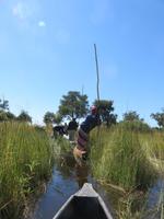 Fahrt mit den Mokoros im Okawango-Delta