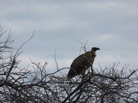 Fahrt nach Nata - Kragengeyer