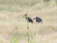 Fahrt nach Nata - Marabusstörche