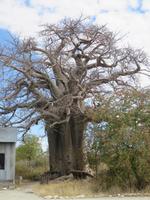 Fahrt nach Nata - Pause in der Planet Baobab Lodge