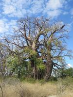 Fahrt nach Nata - Pause in der Planet Baobab Lodge - tausendjähriger Baobab