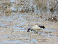 Fahrt nach Nata - Heiliger Ibis