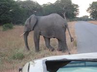 Pirschfahrt im Hwange Nationalpark - bevor er im Wald verschwindet