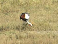 Pirschfahrt im Hwange Nationalpark -Kranisch