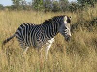 Pirschfahrt im Hwange Nationalpark -Zebra