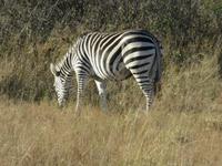 Pirschfahrt im Hwange Nationalpark -Zebras