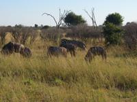 Pirschfahrt im Hwange Nationalpark -Gnus