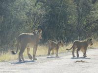 Pirschfahrt im Hwange Nationalpark - Löwen hautnah
