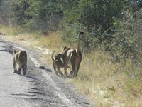 Pirschfahrt im Hwange Nationalpark - Löwen hautnah