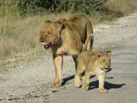 Pirschfahrt im Hwange Nationalpark - Löwen hautnah