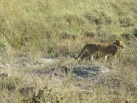 Pirschfahrt im Hwange Nationalpark - Löwen hautnah