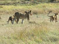 Pirschfahrt im Hwange Nationalpark - Löwen hautnah