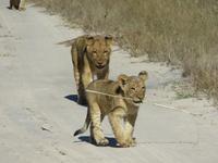 Pirschfahrt im Hwange Nationalpark - Löwen hautnah