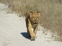 Pirschfahrt im Hwange Nationalpark - Löwen hautnah