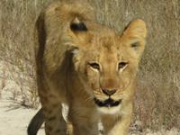 Pirschfahrt im Hwange Nationalpark - Löwen hautnah