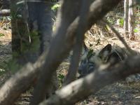 Besuch in der Wildhunde-Auffangstation