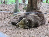 Tanzbärenpark Belitsa