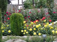 herrliche Rosen