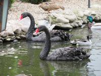 Damascena schwarze Schwäne