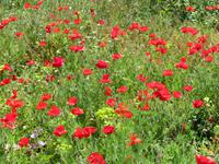 Kap Kaliakra Sommerwiese