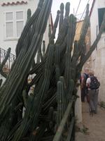 Ein kleiner gruener Kaktus