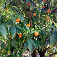Mandarinenbaum