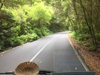 Es geht durch den Lorbeer-Wald 