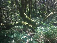 Nationalpark Garajonay La Gomera