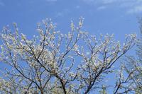 Frühling in Masuren