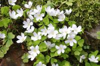 Frühling in Masuren