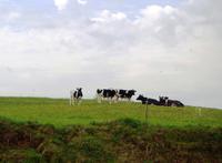 masurische Butterhirsche