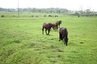 mit dem Bummelzug durch Buckelmasuren