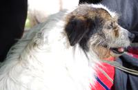 Masuren - auf dem Bauernhof bei Eulalia